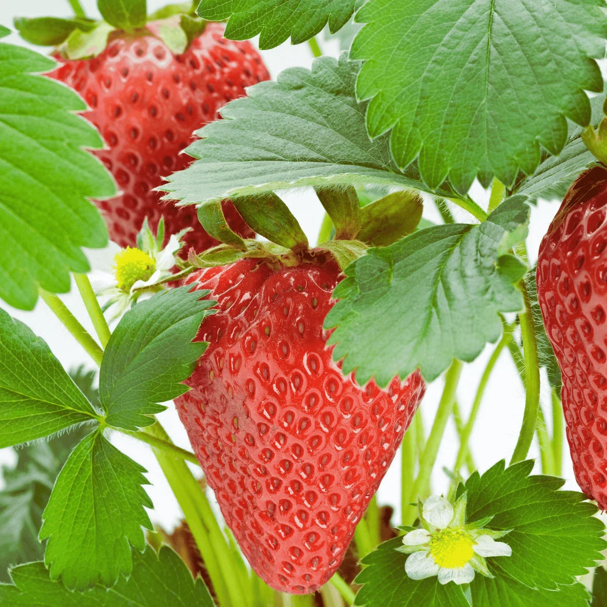 Rutgers D'light Strawberry Roots | Bare Root Ever-Bearing Plants | Fragaria × ananassa | Sweet, Juicy Berries for Gardens