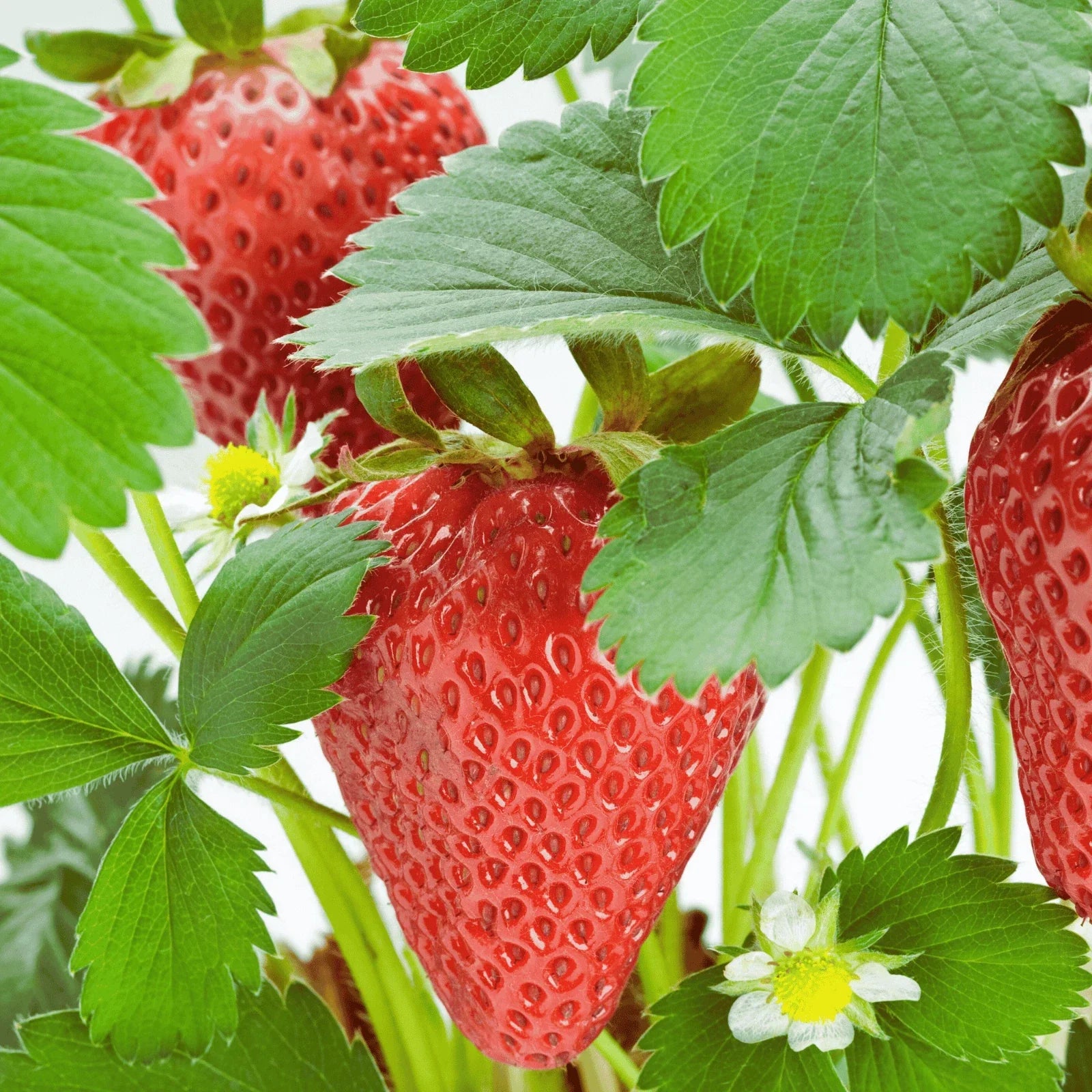 Rutgers D'light Strawberry Roots | Bare Root Ever-Bearing Plants | Fragaria × ananassa | Sweet, Juicy Berries for Gardens