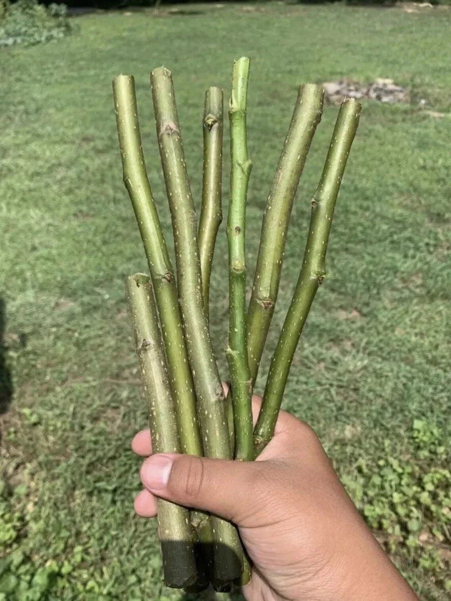 Organic Pear Tree Cuttings 10in Fresh 5+ Cuttings Pyrus communis - Ideal for Home Gardening and Fruit Production