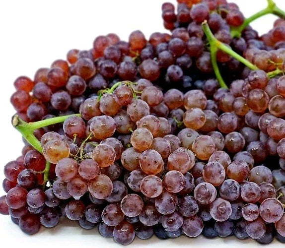 2pcs Table Grape Vine Cuttings, Red & Purple Champagne, Vitis vinifera, Grow Your Own Grapes, Perfect for Gardening
