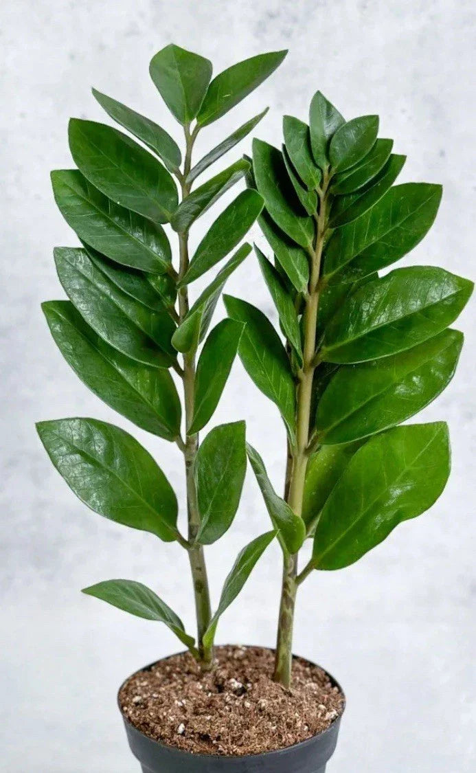 ZZ Plant Live 8-12” Rooted Houseplant Zamioculcas zamiifolia - Low Maintenance Green Indoor Plant for Home and Office Decor