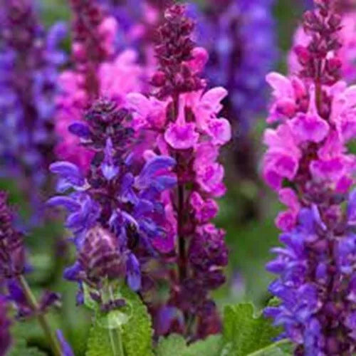 50 Pink Purple Salvia Seeds | Perennial Flower Seeds | Hummingbird Attracting | Salvia nemorosa