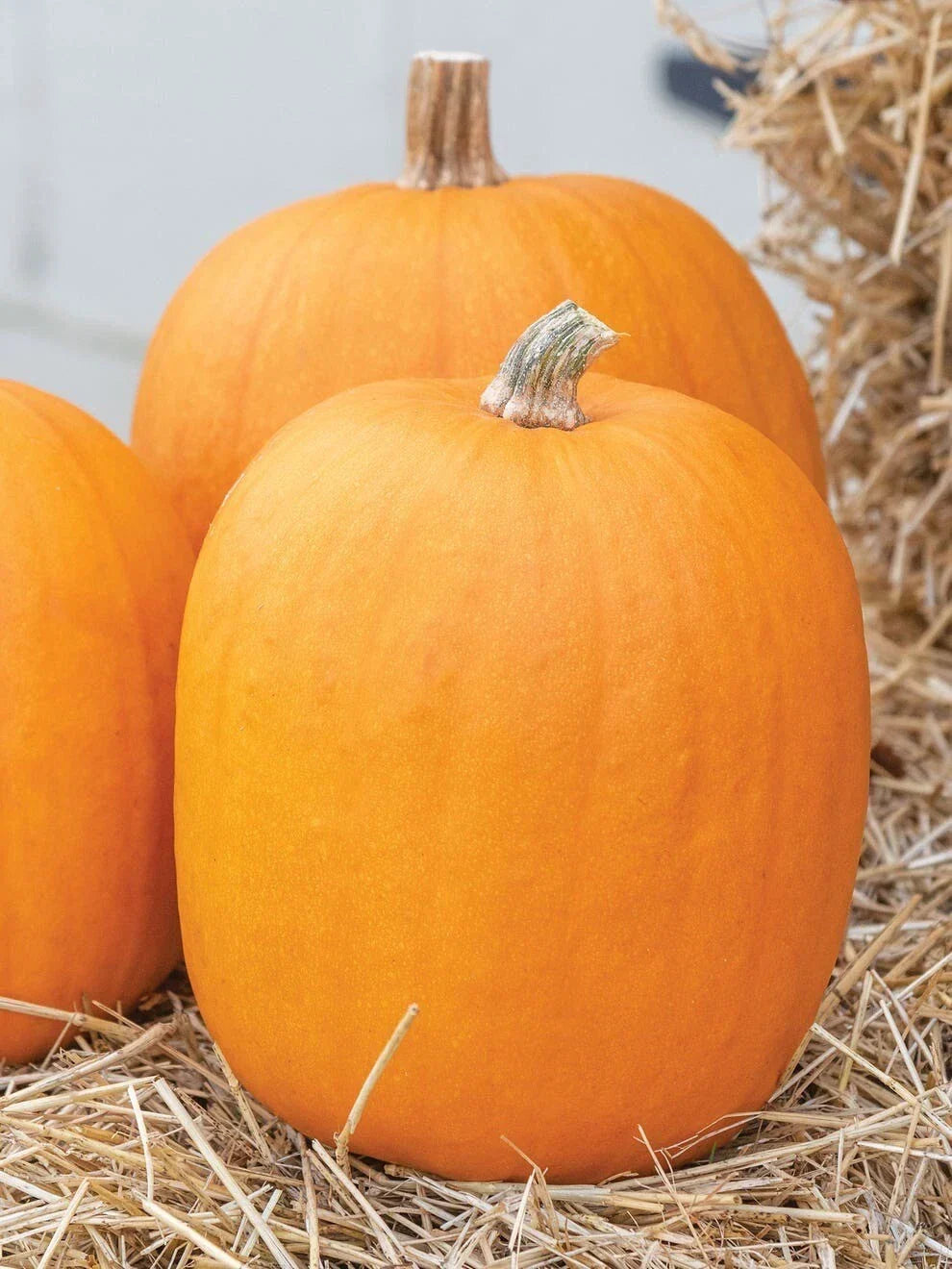 Jack O' Lantern Pumpkin Seeds - 20 Non-GMO Seeds for Planting - Cucurbita pepo - Perfect for Halloween & Fall Decor