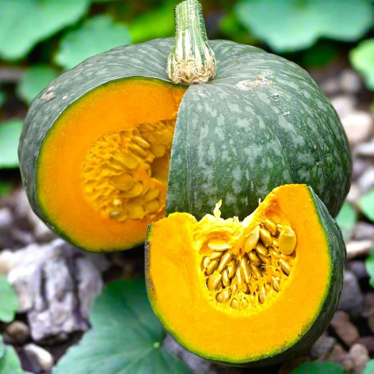 Kabocha Squash Seeds 15pcs - Japanese Green Pumpkin - Cucurbita maxima - Non-GMO for Home Gardening and Raised Beds