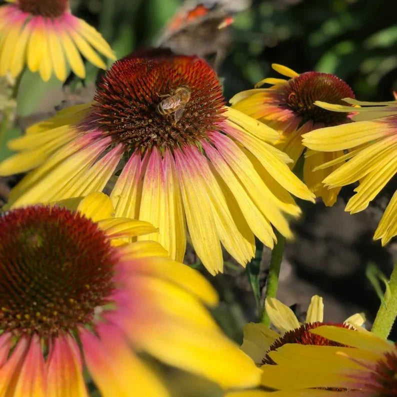 Echinacea Coneflower Live Starter Plant 4-Inch Yellow Rainbow Marcella Echinacea purpurea Perennial Butterfly Attracting Flower