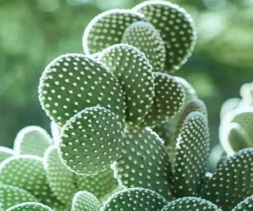Big White Bunny Ears Cactus Plant - Live Opuntia microdasys albata - Unique Indoor Outdoor Arizona Succulent 🌵☀