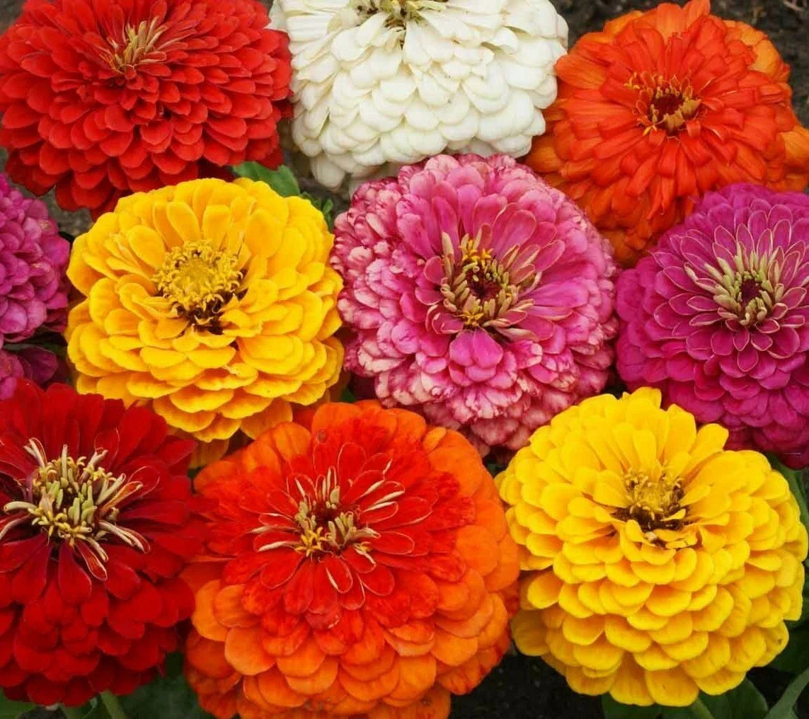 Zinnia Seeds Mix 100+ for Garden Pollinators - Colorful Dahlia Flowered Variety, Zinnia elegans