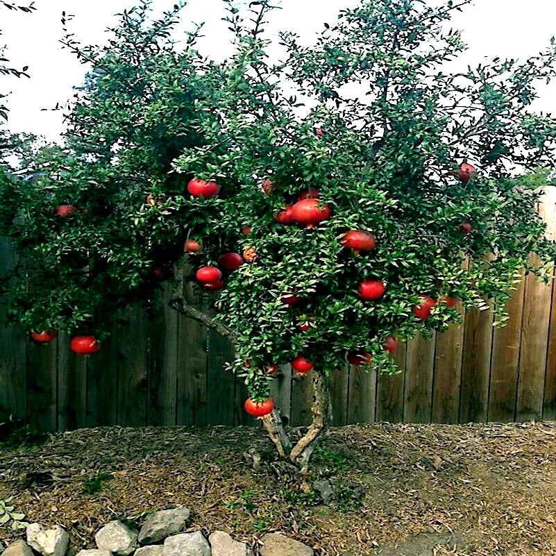 Dwarf Pomegranate Tree Seeds - 20 Pack - Punica granatum Nana - Indoor Garden Fruit Plant - Compact & Easy Care