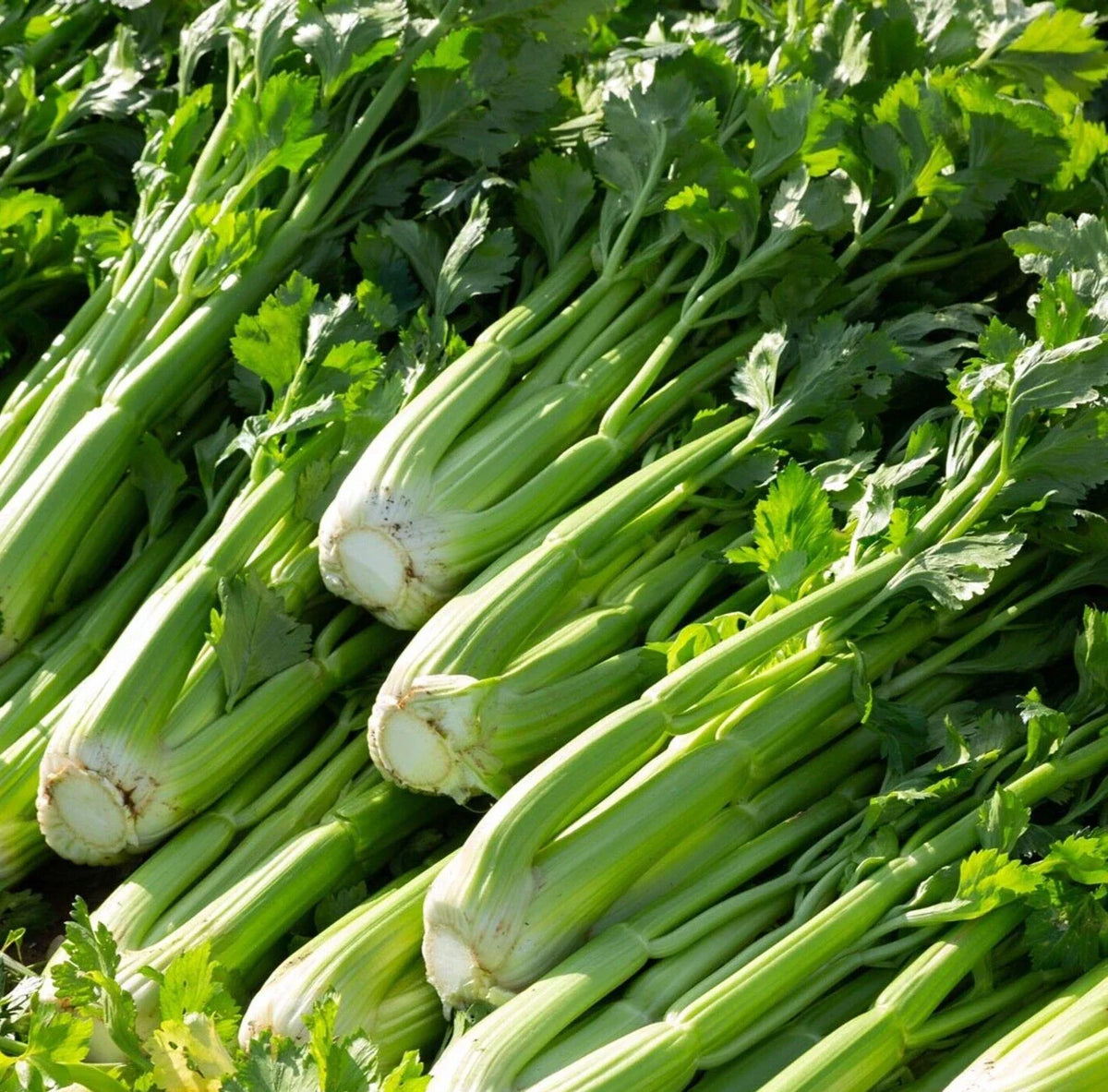Celery Seeds 2000+ Count Utah 52-70 Variety Apium graveolens Vegetable Garden
