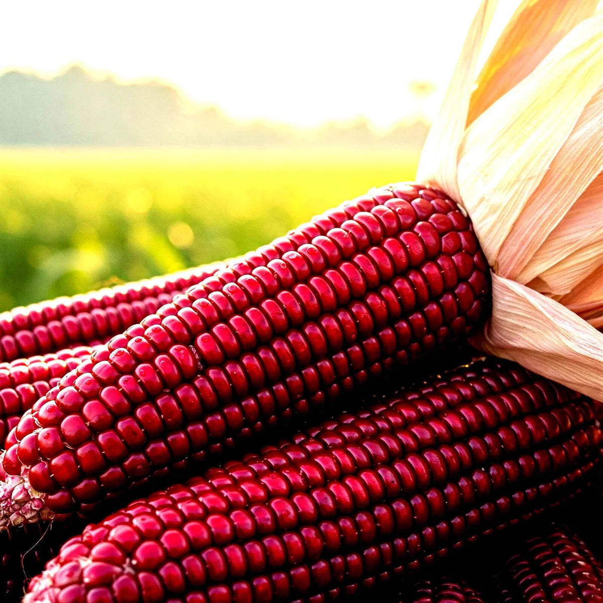 Ruby Corn Seeds - 100+ Rare Heirloom Non-GMO Red Popcorn - Zea mays everta - Vibrant Strawberry Variety for Gardening