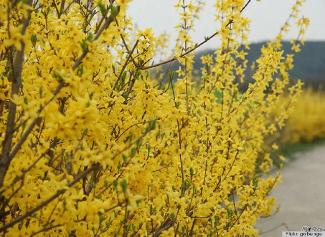 Forsythia Bush Live Plant 12-24" Bare Root Yellow Blooms Forsythia x intermedia - Hardy Deciduous Shrub for Garden