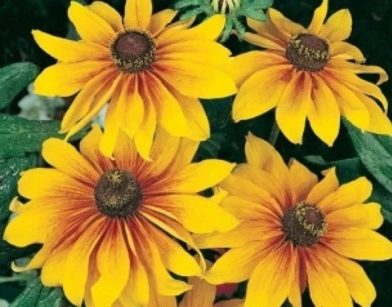 Gloriosa Daisy Seeds - 100 Fresh Seeds - Rudbeckia hirta - Bright Yellow Flowers - Non-GMO for Garden & Pollinators