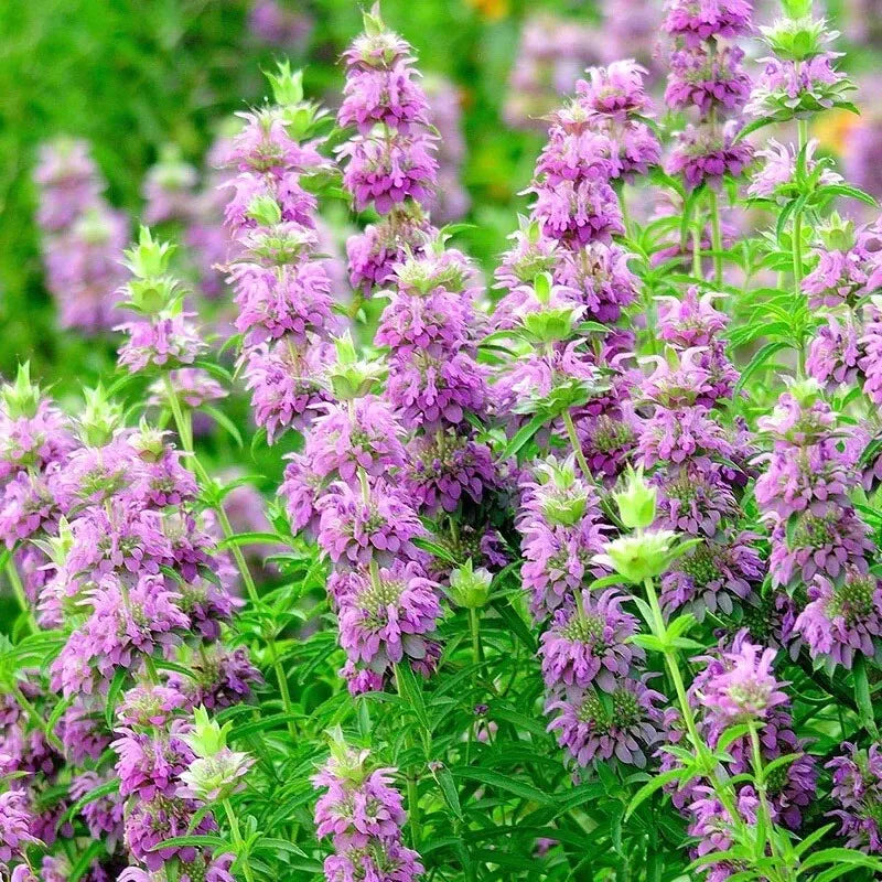 Monarda Citriodora Seeds | 1000+ Lemon Mint | Lemon Bee Balm | Native Wildflower Seeds for Pollinator Gardens, USA
