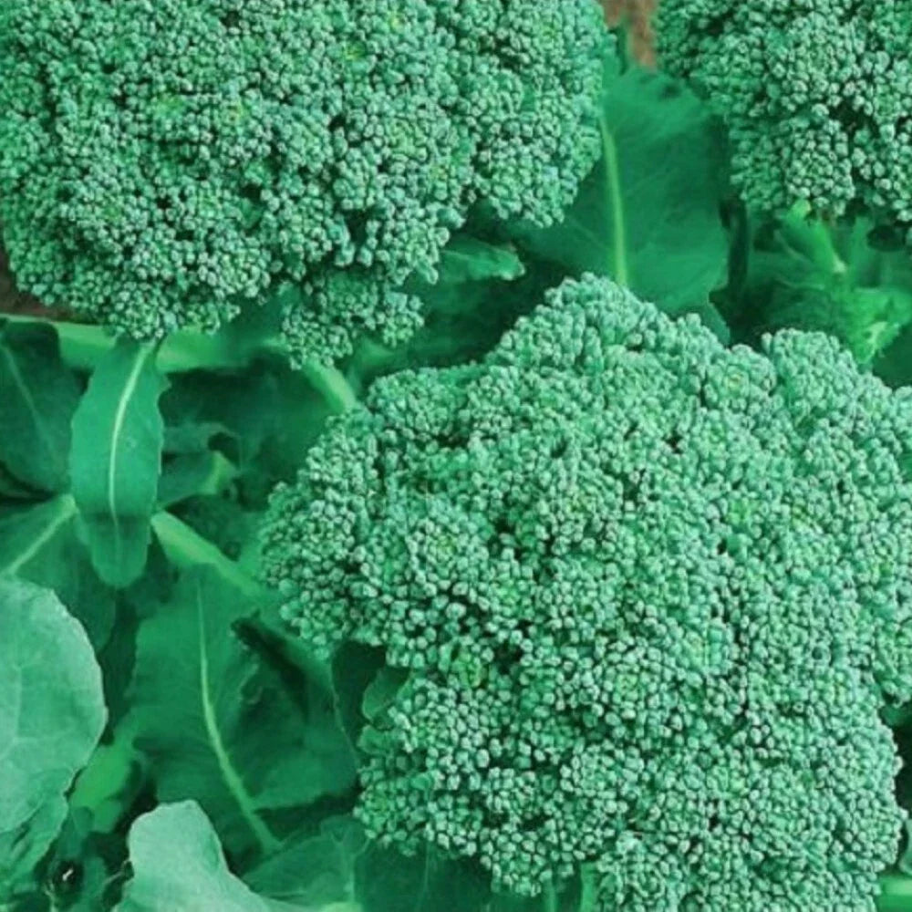 NON-GMO Broccoli Seeds | Heirloom Organic Vegetable Seeds | Brassica oleracea - Compact Growth for Small Gardens and Containers