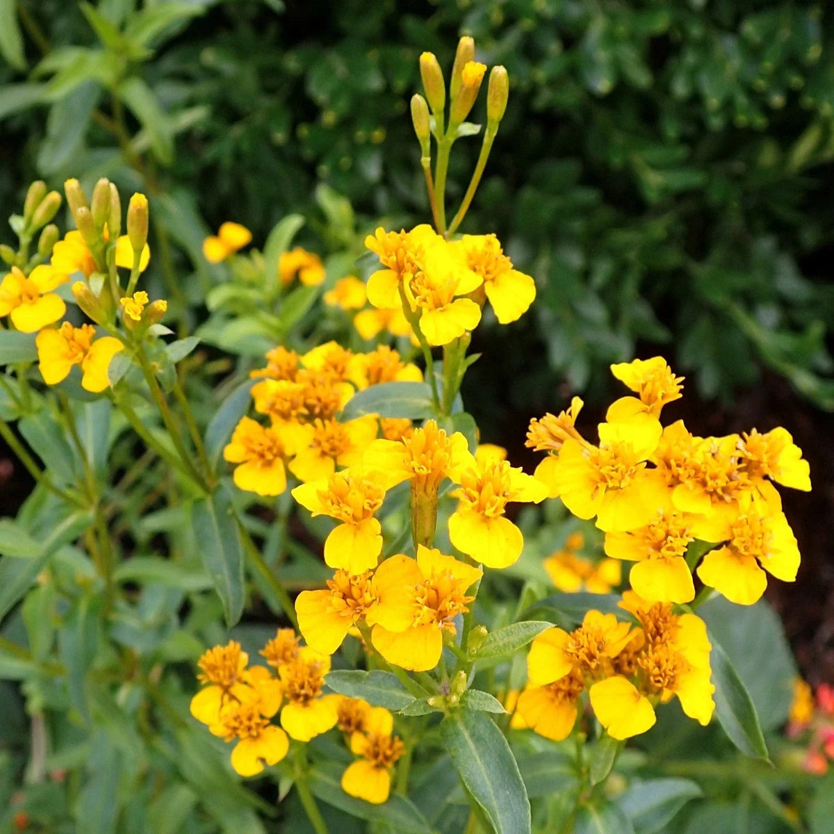 Mexican Tarragon Seeds - 100 Count - Aromatic Herb - Tagetes Lucida - Non-GMO Culinary Garden Seeds for 2025 Planting