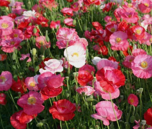 Shirley Poppy Seeds 50,000 Bulk - Mixed Colors Papaver Rhoeas - Vibrant Annual Flower Seeds for Garden Landscaping