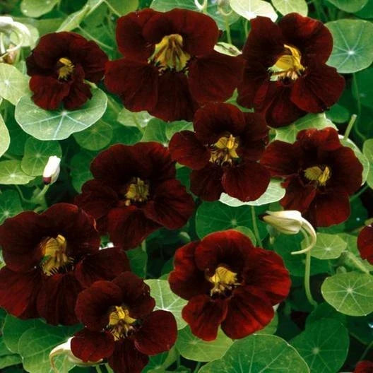 Nasturtium Seeds - 15 Pack Black Velvet Heirloom Edible Flowers - Non-GMO - Tropaeolum majus - Garden & Culinary Use