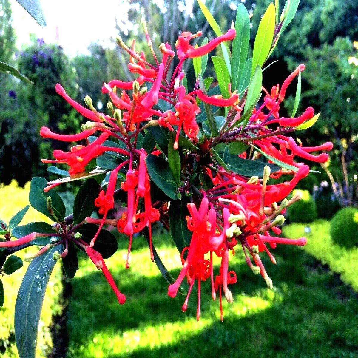 Chilean Firebush Tree Seeds - 10 Pack, Rare Flame Flower, Embothrium coccineum, Attracts Hummingbirds and Butterflies