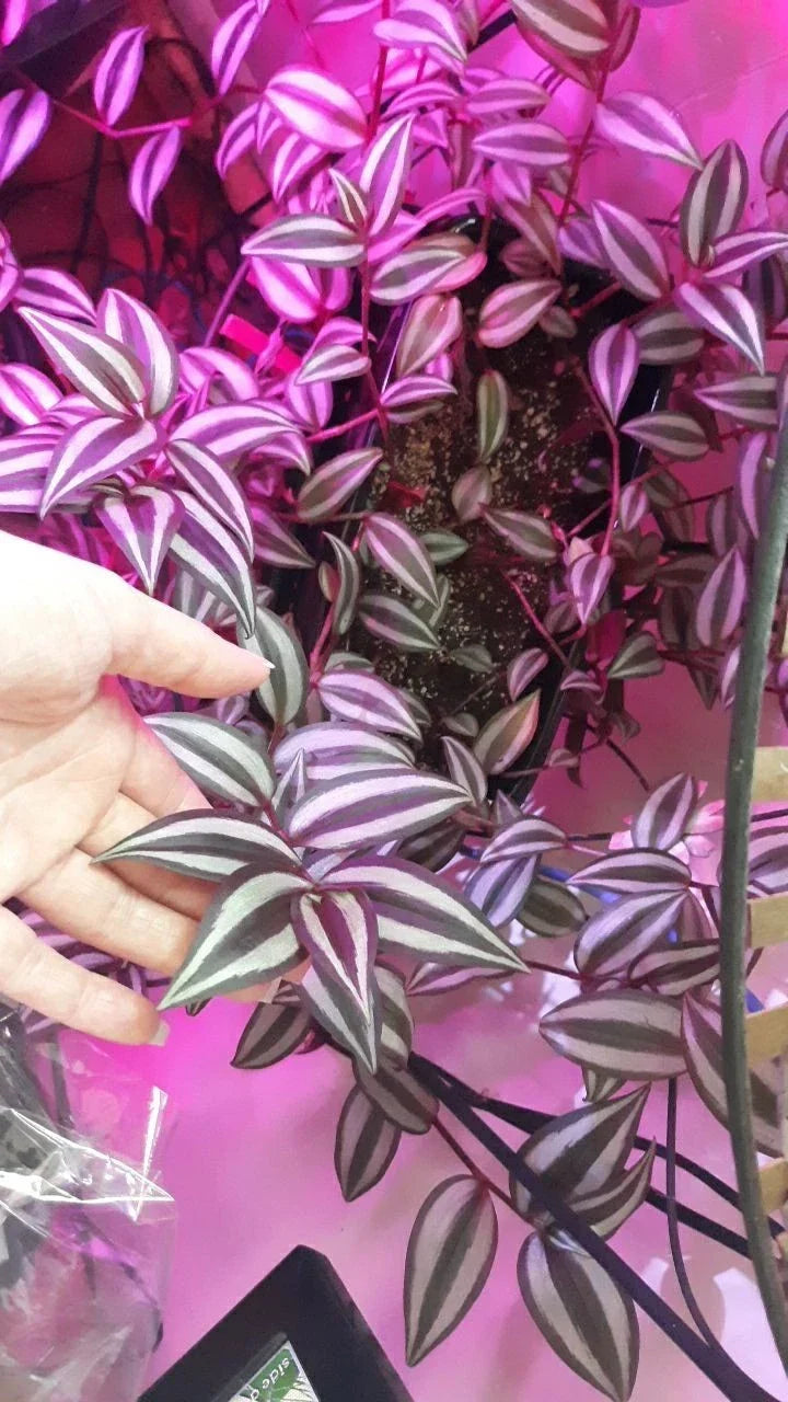 Wandering Jew Cuttings - 10 Unrooted Burgundy Tradescantia Zebrina Live Plant Cuttings for Propagation and Home Decor