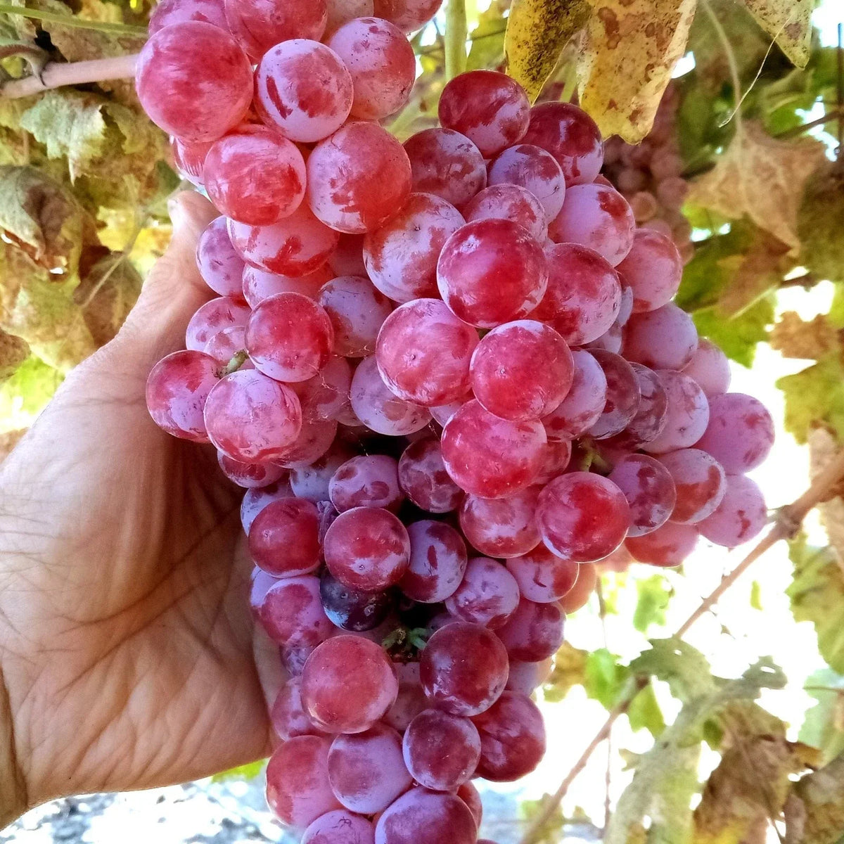 Globe Seedless Grape Vine Cuttings - 50 Bulk THIN Cuttings - Vitis vinifera - Wholesale Table Plants for Home & Garden