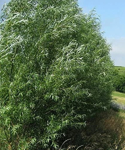 Hybrid Willow Trees 18 Pack - Fast Growing Privacy Trees for Sound Barrier - Salix × sepulchralis - Ideal for Erosion Control
