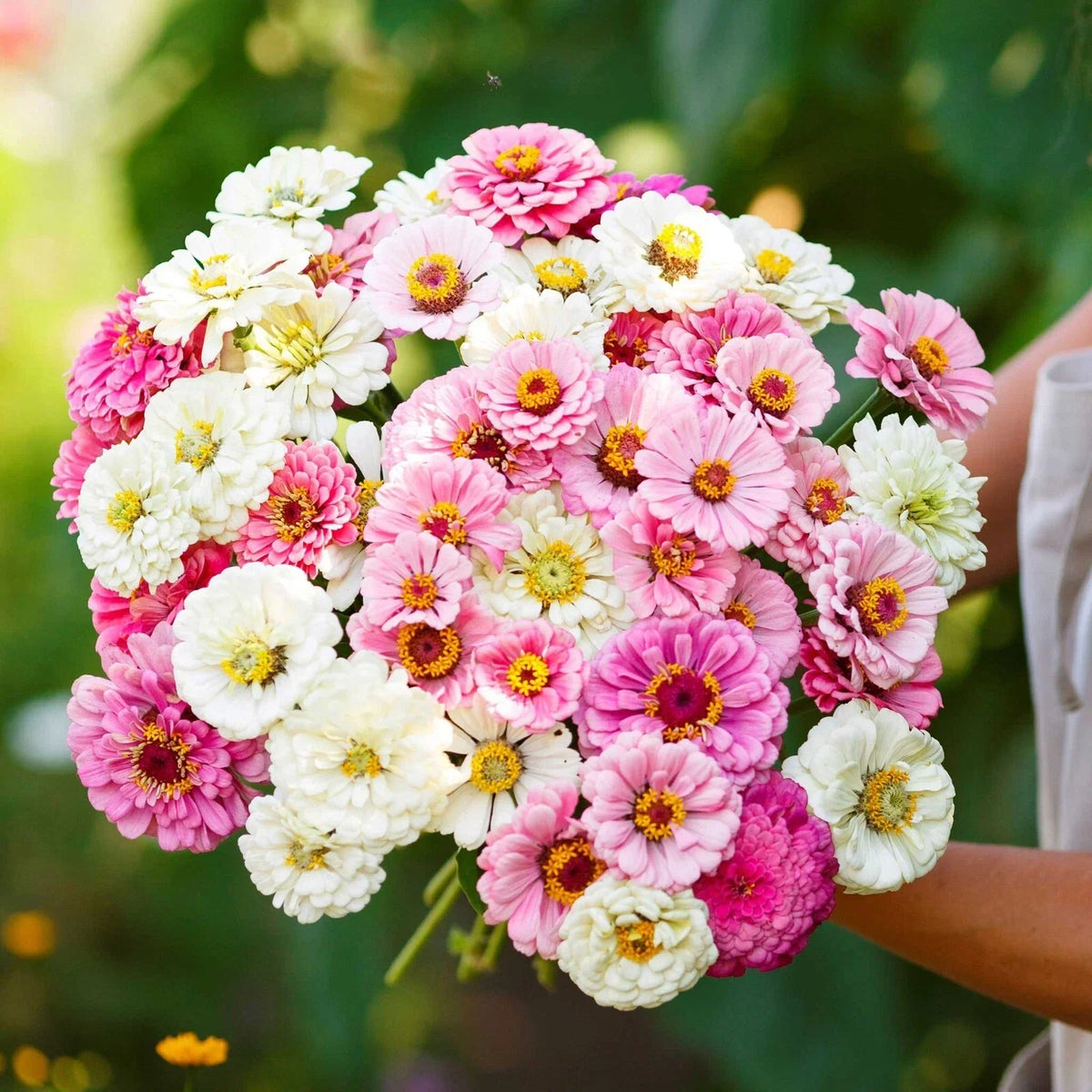 Zinnia Seeds Mix - 100+ Seeds - Isn't This Romantic - Zinnia elegans - Non-GMO Flower Seeds for Garden - USA