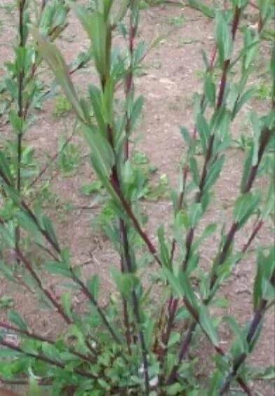 Dark Dicks Willow Cuttings - 12-Inch Basket Willow Salix purpurea - Vibrant Purple Stems for Garden & Erosion Control