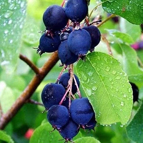 Saskatoon Serviceberry Plant Seeds 100 Pack, Mitraee, Amelanchier alnifolia - Hardy Edible Berry Seeds for Garden