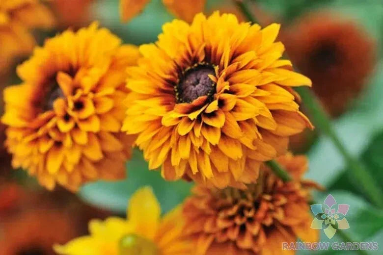 Maya Rudbeckia Seeds Pack - 200+ Black-eyed Susan Seeds (Rudbeckia hirta) for Garden Planting - Non-GMO, USA