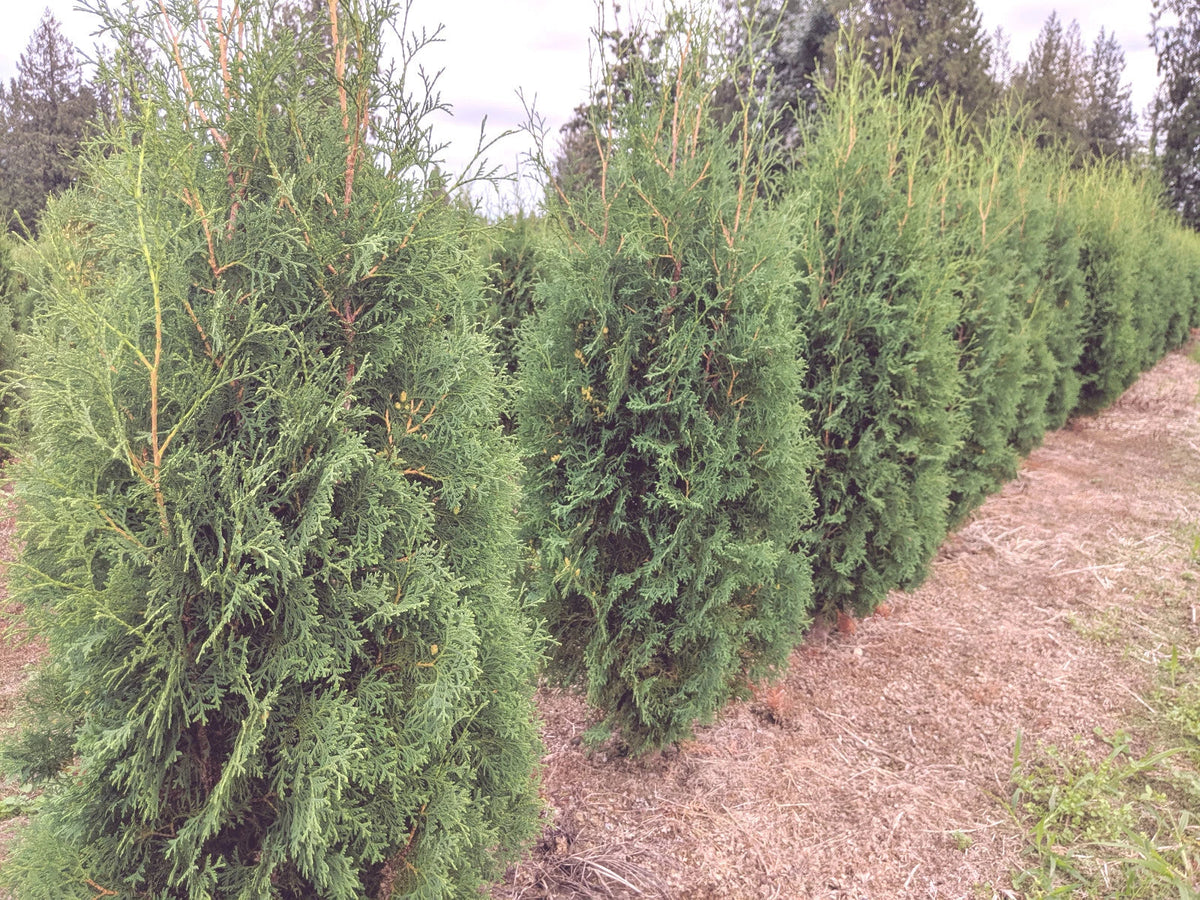Brandon Arborvitae Live Bare Root Tree 8-12" Evergreen Starter Plant - Thuja Occidentalis 'Brandon' for Garden Elegance