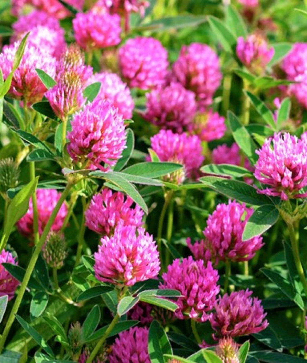 Medium Red Clover Seeds 300+ Seeds - Trifolium pratense - Hardy Legume for Forage or Ground Cover, Soil Improvement