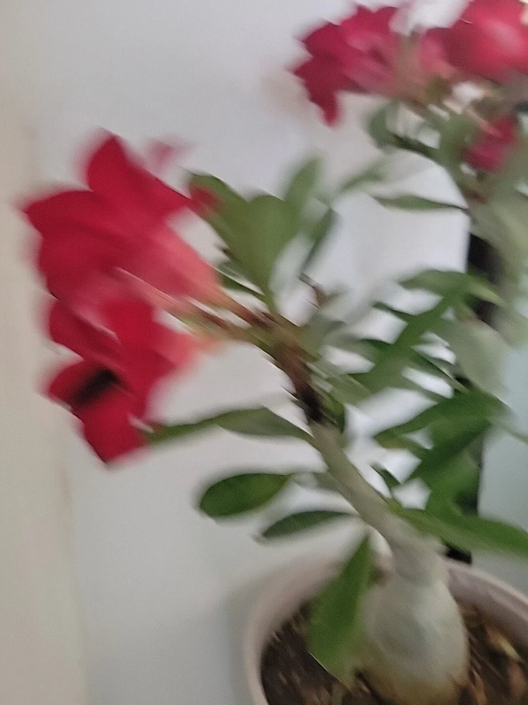 Live Plant 4” Pot Red Blood Desert Rose Adenium Obesum Tropical Flowering Succulent for Indoor Outdoor Gardens