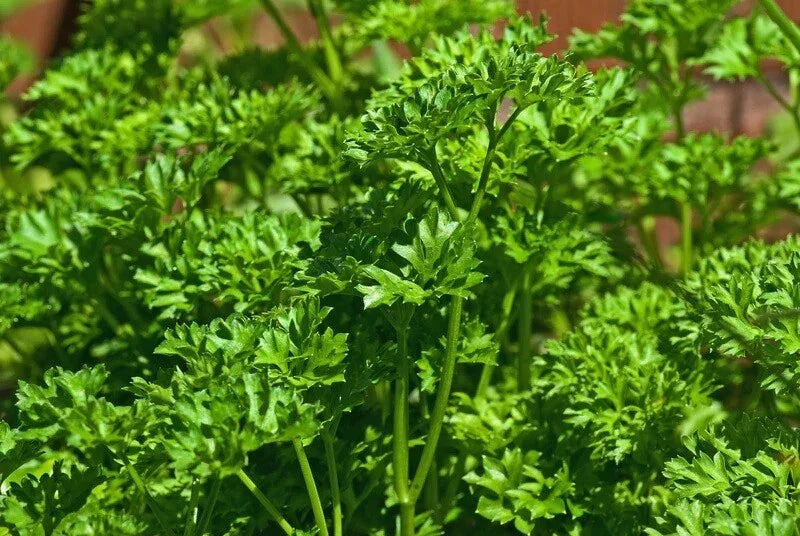 Triple Moss Curled Parsley Seeds - 150 to 2000 Seeds, Culinary Herb, Cold Hardy (Petroselinum crispum)