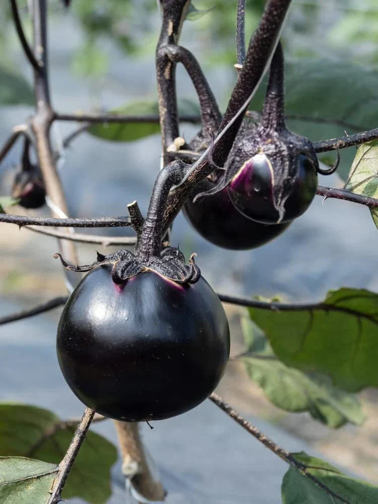 Kamo Eggplant Seeds - 50 Round Black Seeds for Planting, Edible & Ornamental, Solanum melongena