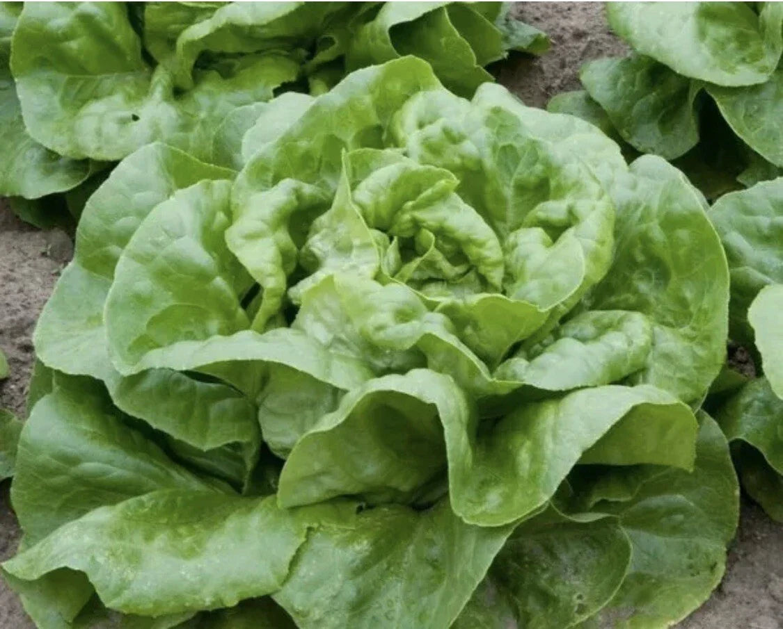 Buttercrunch Lettuce Seeds - 100 Non-GMO Organic Seeds - Lactuca sativa - Ideal for Home Gardening and Salads