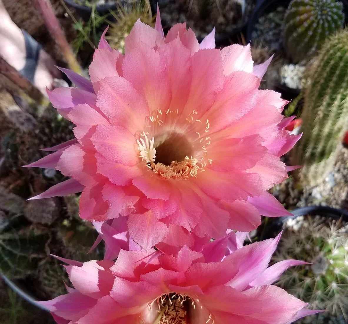 Rooted Offset Echinopsis Hybrid Cactus - Ben Hur Variety - Unique Succulent Plant for Home Decor - Echinopsis spp.