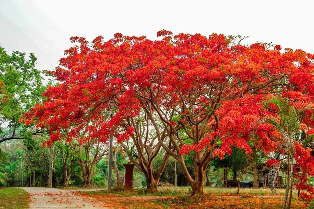 20 Seeds Royal Poinciana Flame Tree - Delonix regia - Vibrant Red Flowers for Tropical Gardens