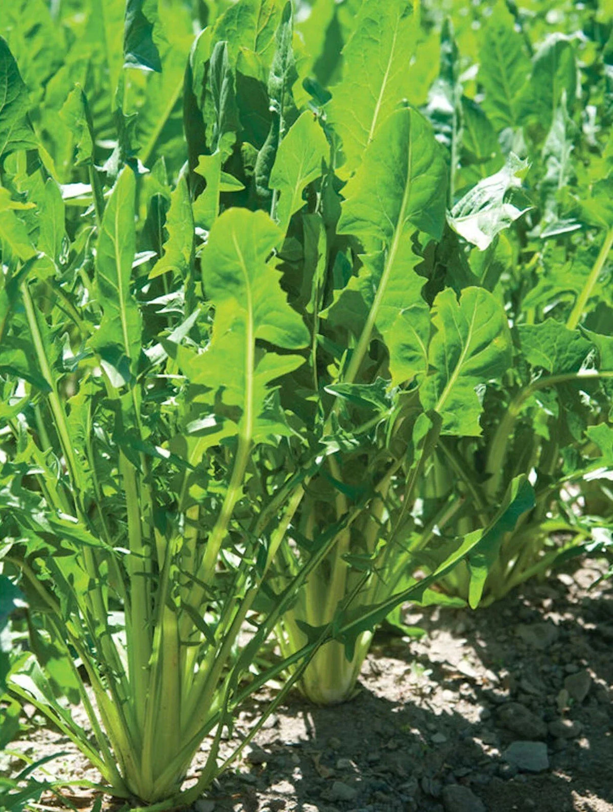 Heirloom Endive Seeds - 1000 Seeds - Italian Dandelion Catalogna Emerald - Cichorium intybus - Non-GMO Vegetable Garden Seeds