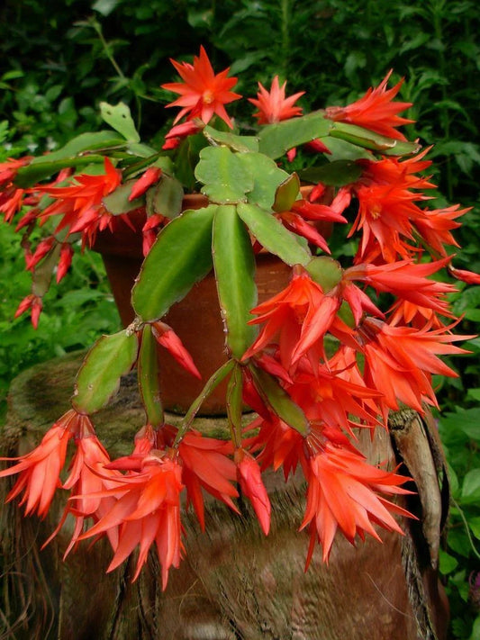 Epiphyllum Orchid Cactus Cutting Plant 6"-10" | Fresh Succulent Variety | Perfect for Indoor Gardening
