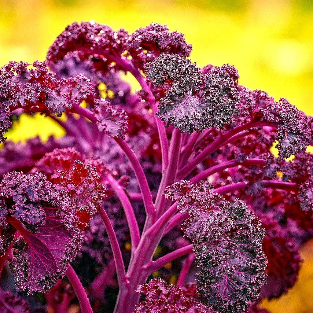 Red Borecole Kale Seeds - 600+ Heirloom Non-GMO Frilly Purple - Brassica oleracea var. sabellica