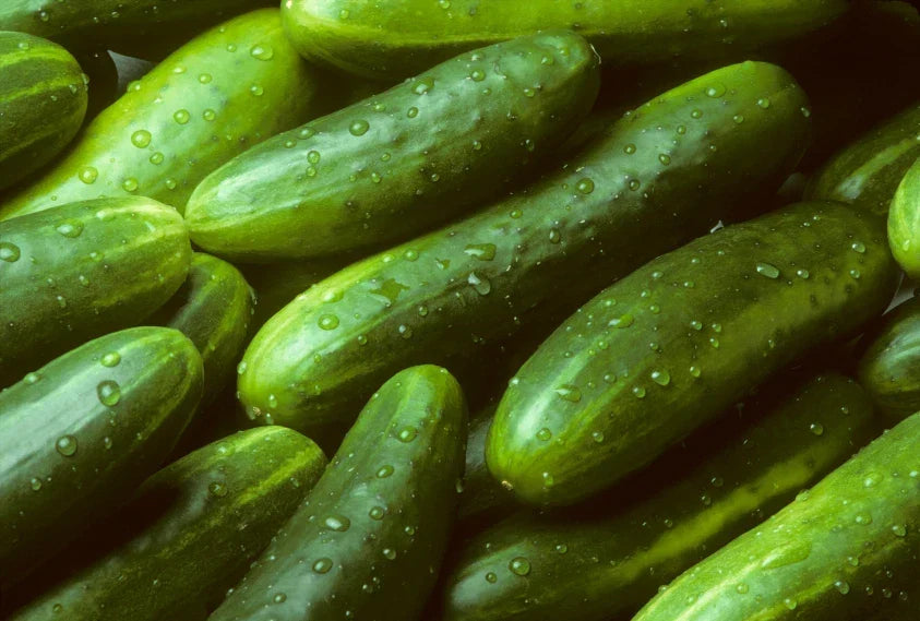 Organic Cucumber Seeds - Burpless Sweet Variety - Cucumis sativus - Non-GMO for Home Garden