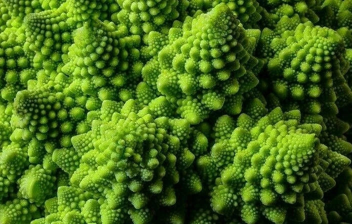 Romanesco Broccoli Seeds 300+ Premium Brassica oleracea Italica Exotic Vegetable for Garden Planting