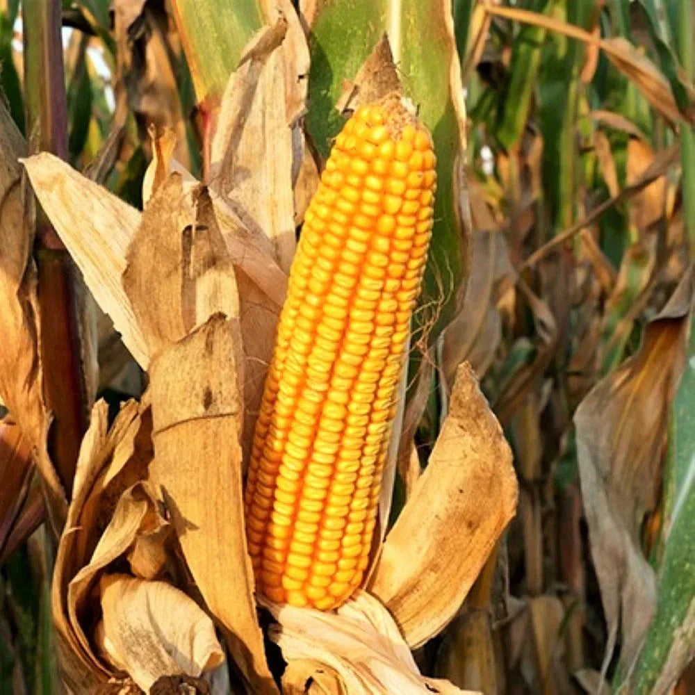 Reid's Yellow Dent Corn Seeds - 100 Non-GMO Open-Pollinated Yellow Flint - Heirloom Variety (Zea mays) for Home Gardening