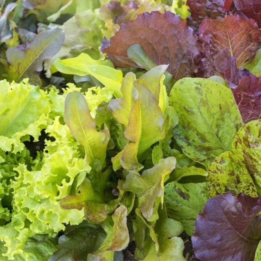Mixed Leaf Lettuce Seeds - Heirloom Non-GMO - 250+ Seeds - Lactuca sativa for Home Gardening