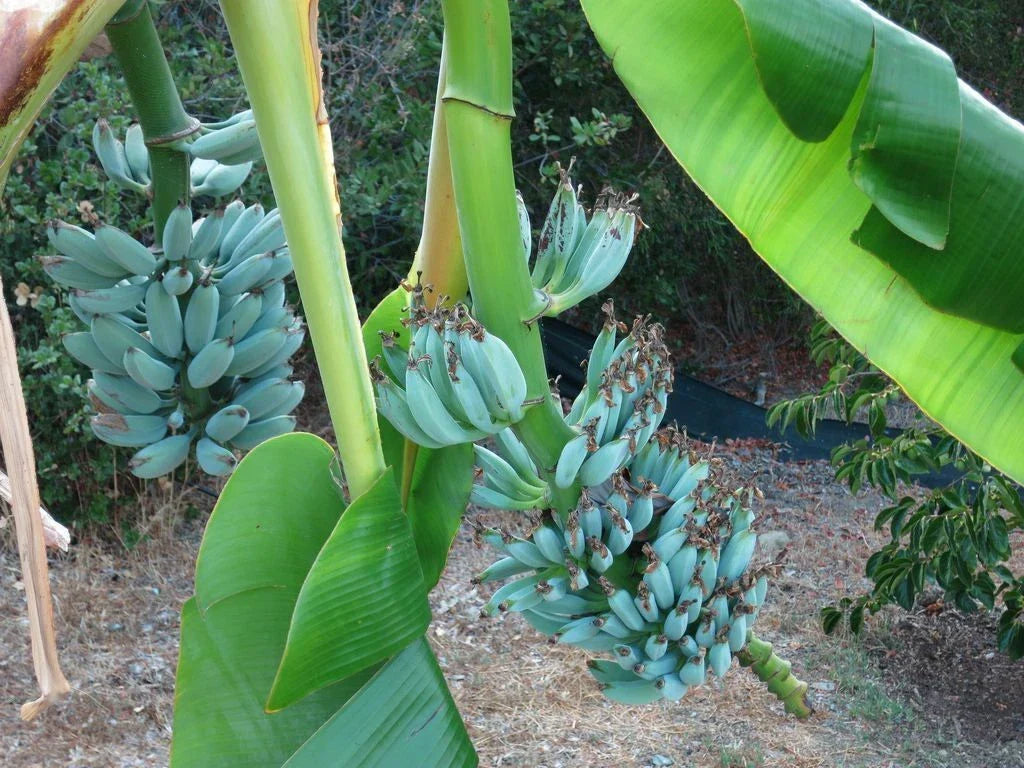 Musa Ice Cream Banana Tree - Small Rooted Starter Plant - Blue Java - Sweet Vanilla Flavor - Musa acuminata 'Blue Java'