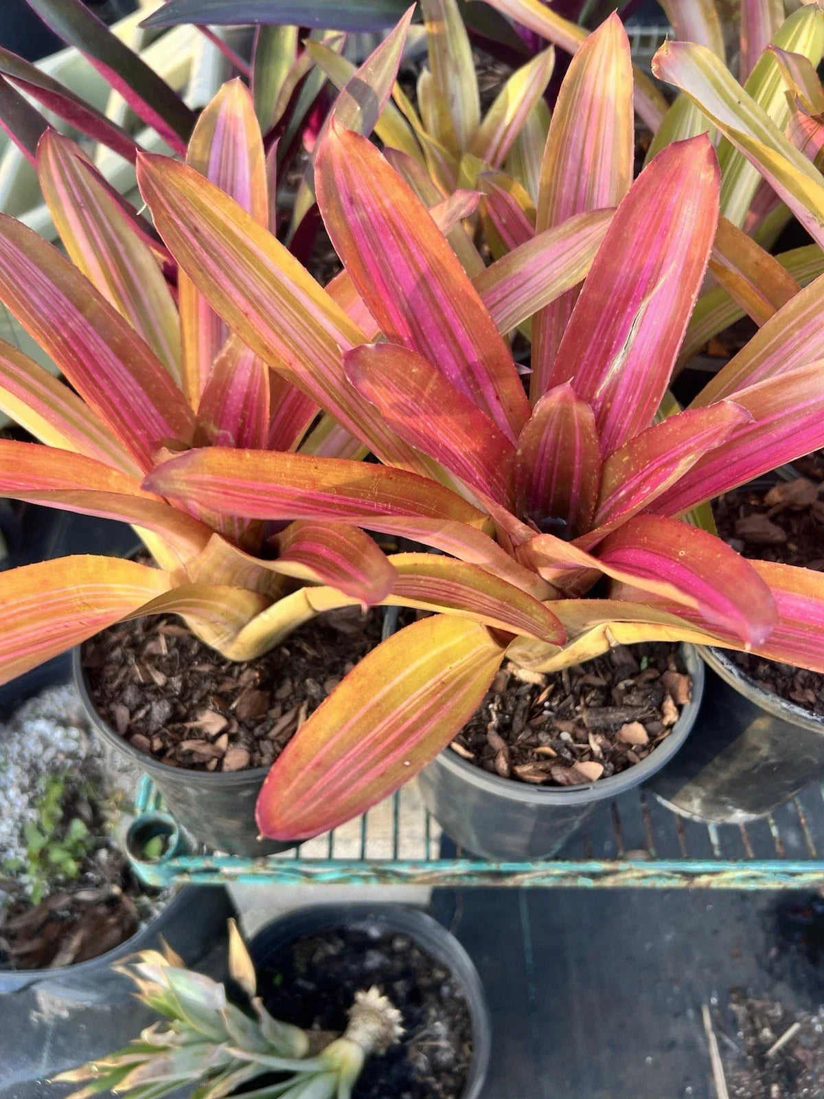 Variegated Martin Neoregelia Bromeliad - Tropical Bare Root Plant - Easy Care Indoor/Outdoor - Neoregelia spp.