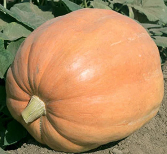 Mammoth Gold Giant Pumpkin Seeds - 10 Pack - Heirloom Organic Non-GMO (Cucurbita maxima) - Ideal for Fall Harvests