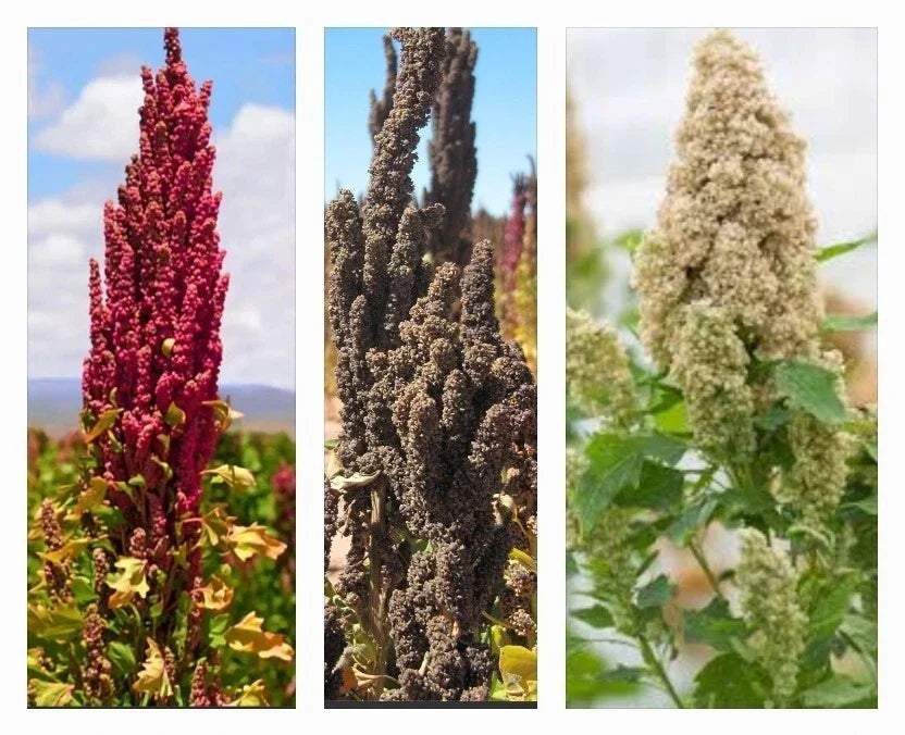 Organic Quinoa Seeds - 300+ Non-GMO Rainbow Mix (White, Red, Black) - Chenopodium quinoa - Sustainable Gardening
