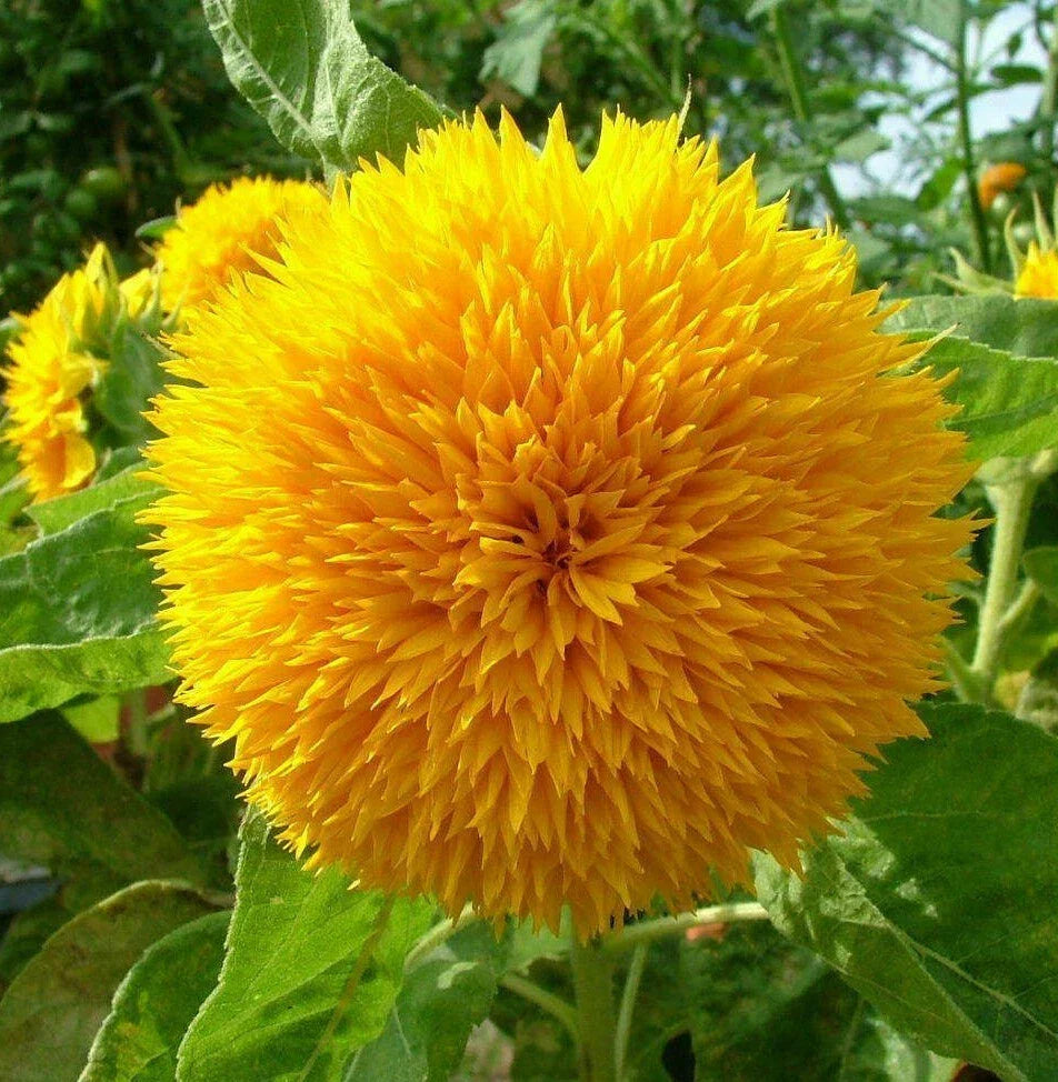 Teddy Bear Sunflower Seeds, Pack of 100, Dwarf Fluffy Gold, Helianthus annuus 'Teddy Bear', Non-GMO, Summer Blooms