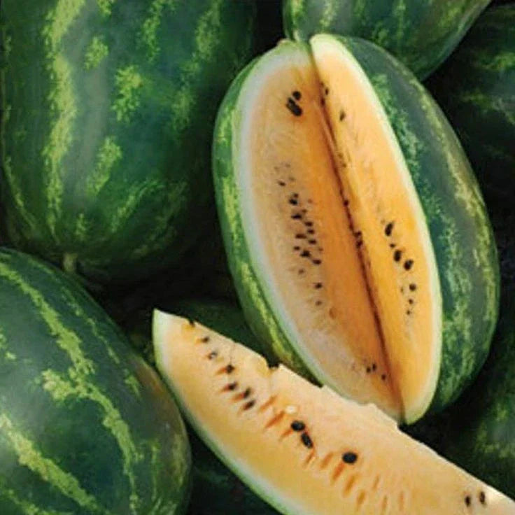 Tendersweet Orange Watermelon Seeds 20 Ct - Citrullus lanatus - Sweet USA Variety - Non-GMO, Heavy Fruit 15-30 lbs